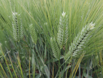 resatohumculuk-arpa