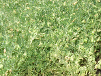 resatohumculuk-mercimek