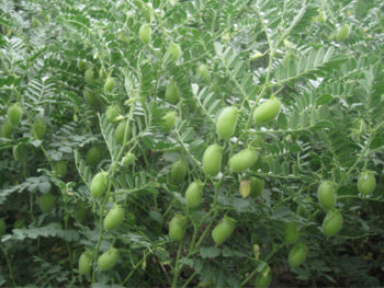 resatohumculuk-nohut