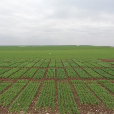 olgunlar-3