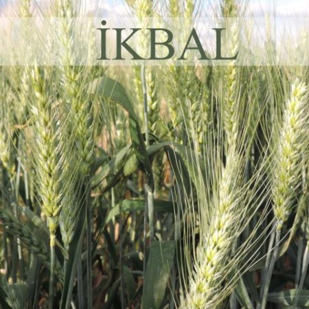 olgunlar-ikbal